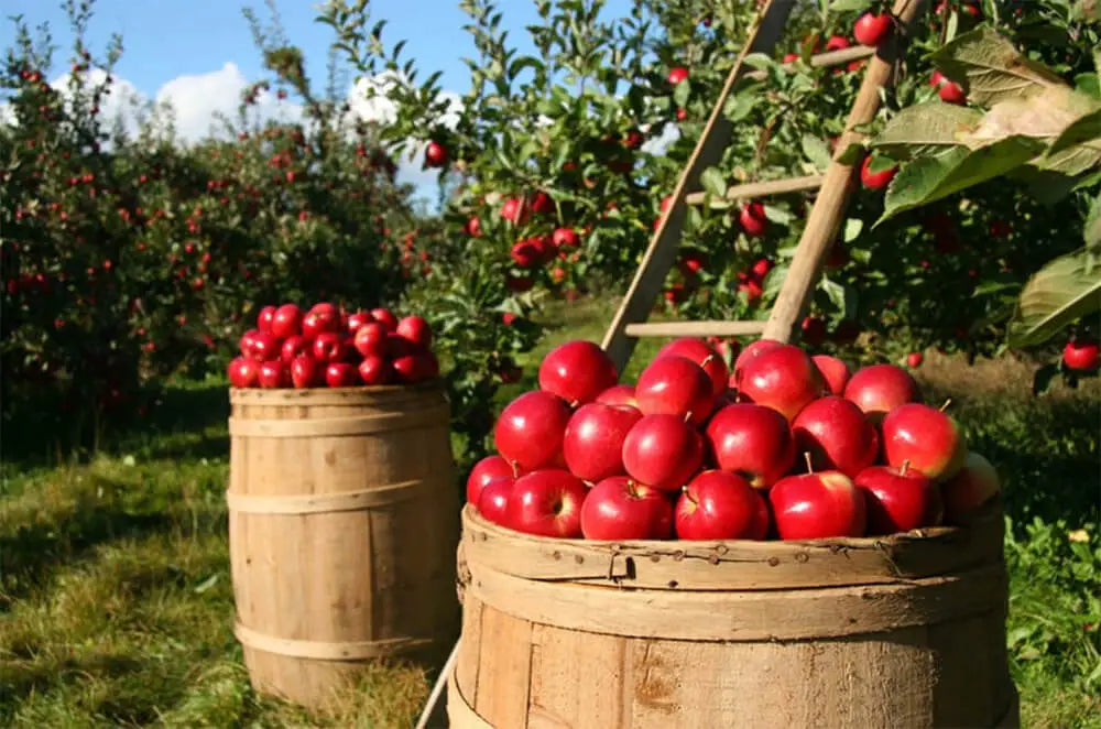 Non GMO Apples